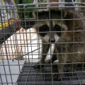 What are some signs that a professional wildlife removal service is reputable and trustworthy?