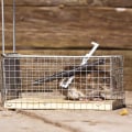 Are there any diy methods for wildlife removal that are effective and safe?