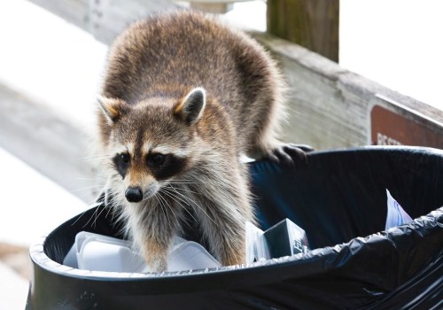 What types of animals are commonly removed during wildlife removal?