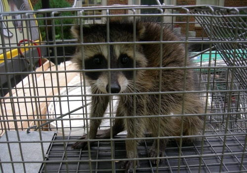 What are some signs that a professional wildlife removal service is reputable and trustworthy?