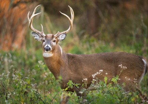 What are some common wildlife management practices?