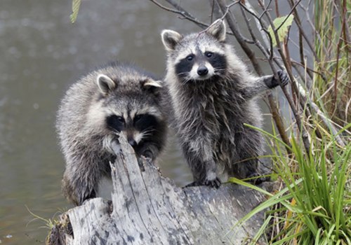 What precautions should be taken during wildlife removal?